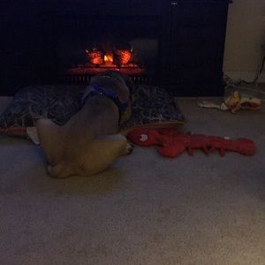 Meet your Posher, Shane